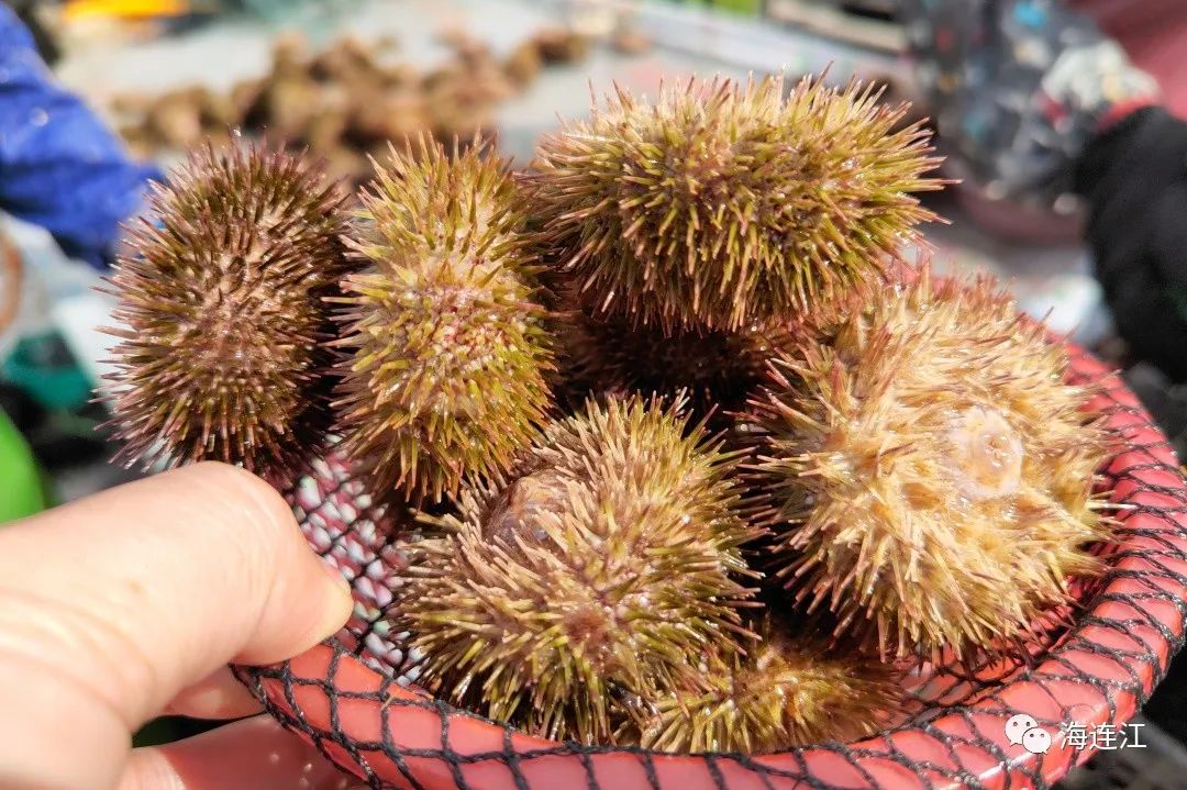 福州连江“芯” 添“海洋刺客” 中间球海胆培育成功 _ 工作报道 _ 福建省发展和改革委员会